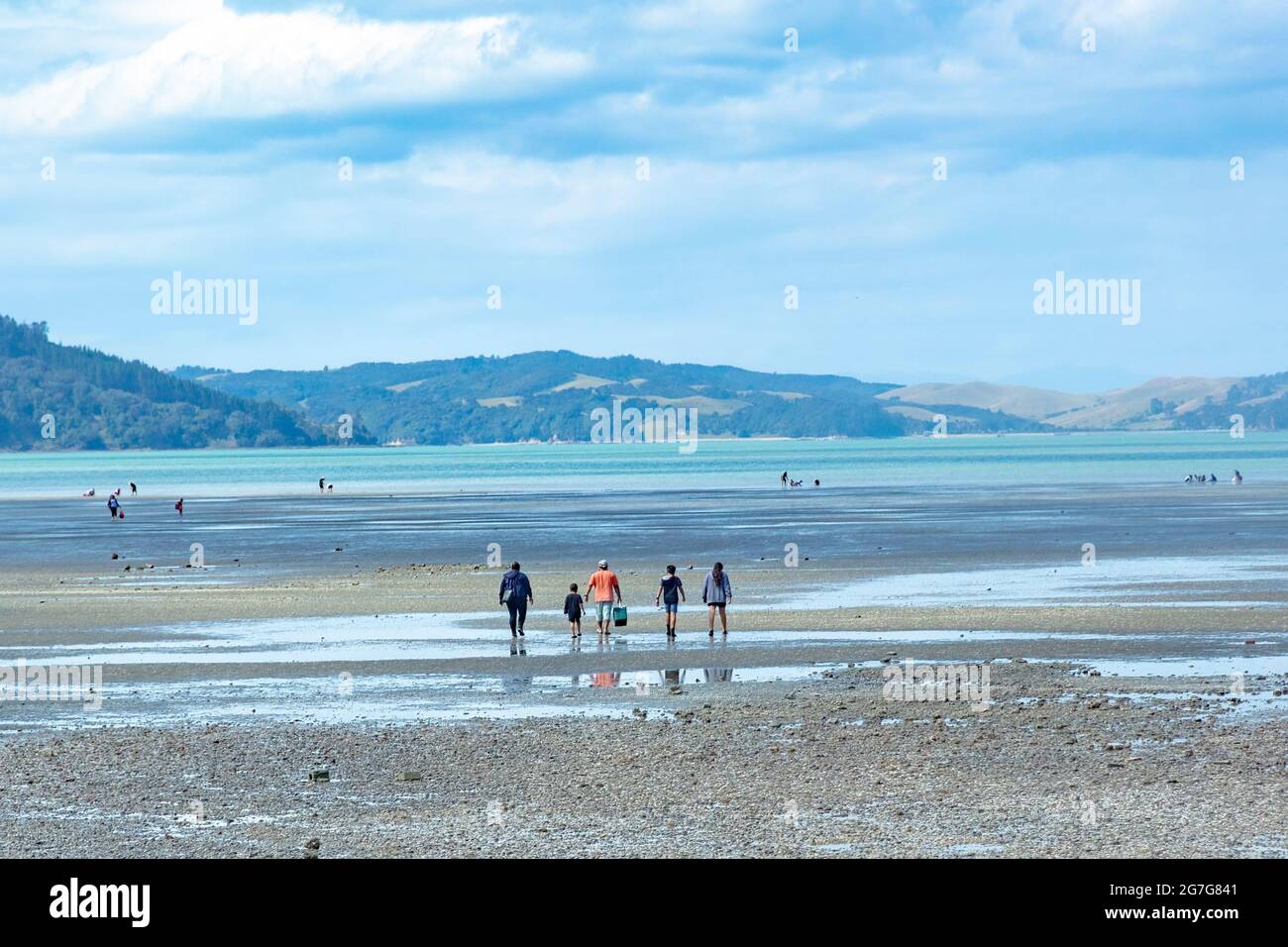 People collecting cockles at low tide of Kawakawa Bay Beach, New Zealand in summer. Stock Photo
