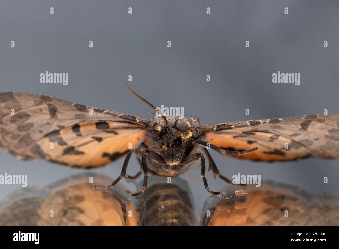 Ole pa Arctic Moth ready to fly Stock Photo