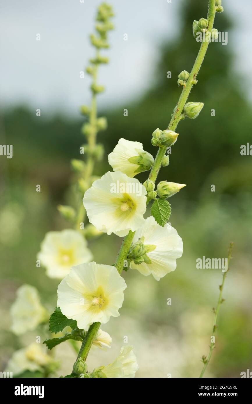 Alcea rosea. Yellow Hollyhock flowers in an English garden. UK Stock Photo