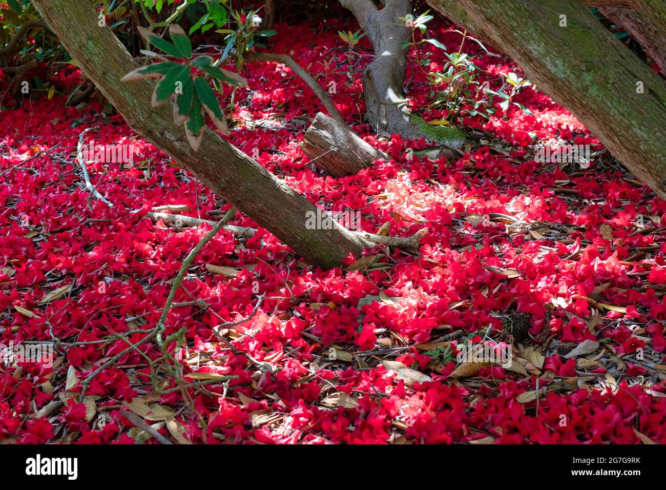 Fallen red rhododendron flowers. UK. Azalea Stock Photo