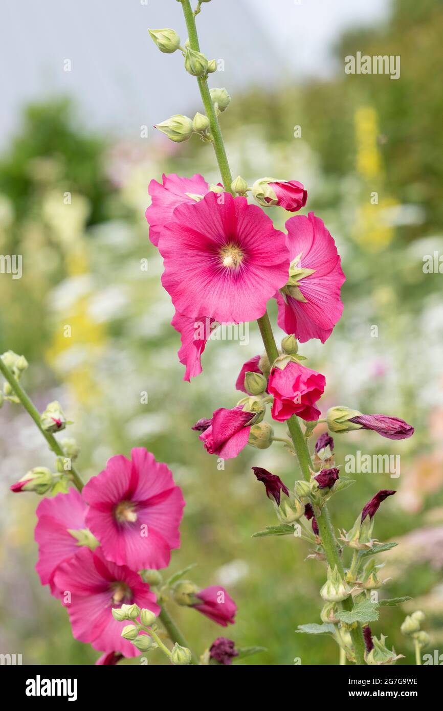 Alcea rosea. Pink Hollyhock flowers in an English garden. UK Stock Photo