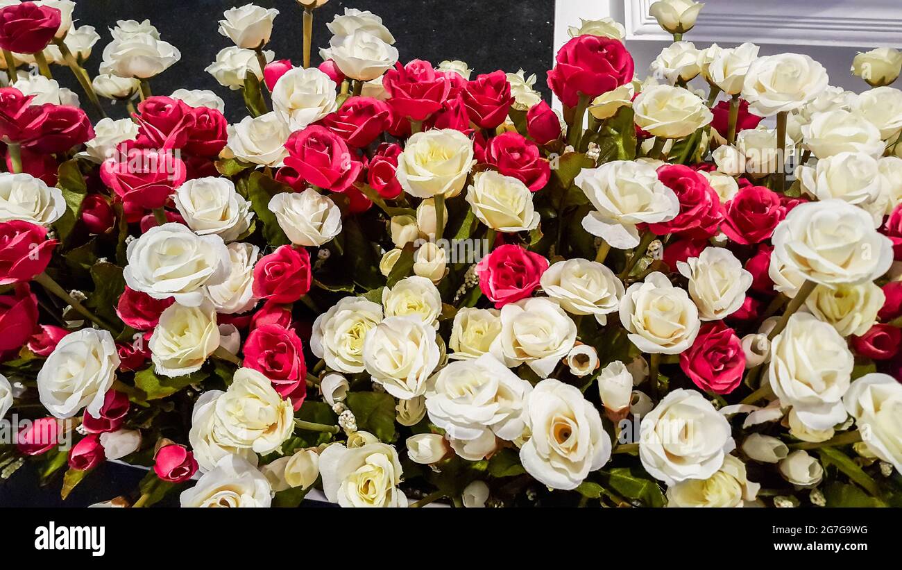 Many fake roses, white and red background Stock Photo Alamy