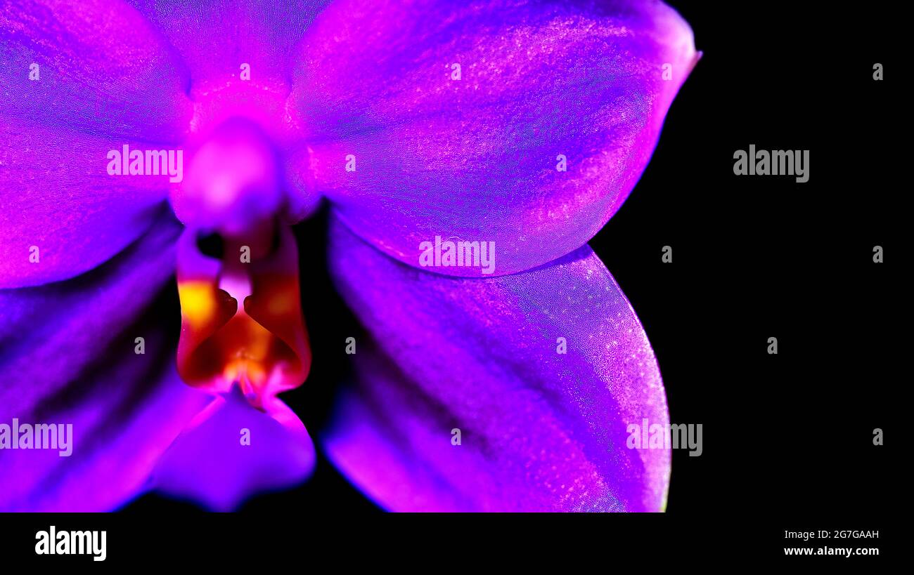Phalaenopsis, Phalaenopsis violacea , natural orchid, indigo, neon orchids, natural flower Stock Photo