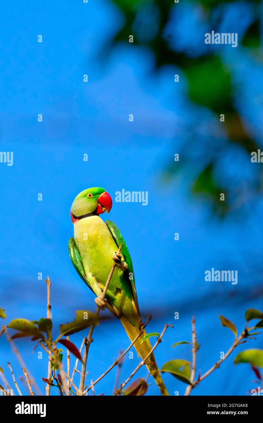 Alexandrine Parakeet, Psittacula eupatria, Riverine Forest, Royal