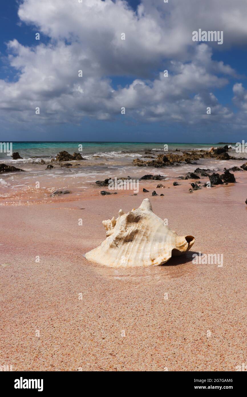 Big seashell on a seascape. Shell on pink tropical sand Stock Photo