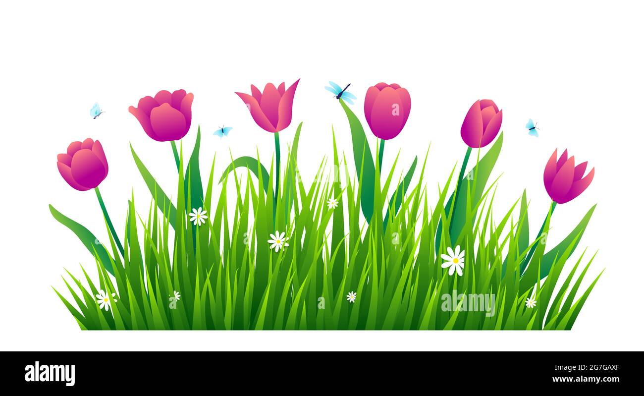 Tulips with green grass isolated on white background. Vector illustration Stock Vector