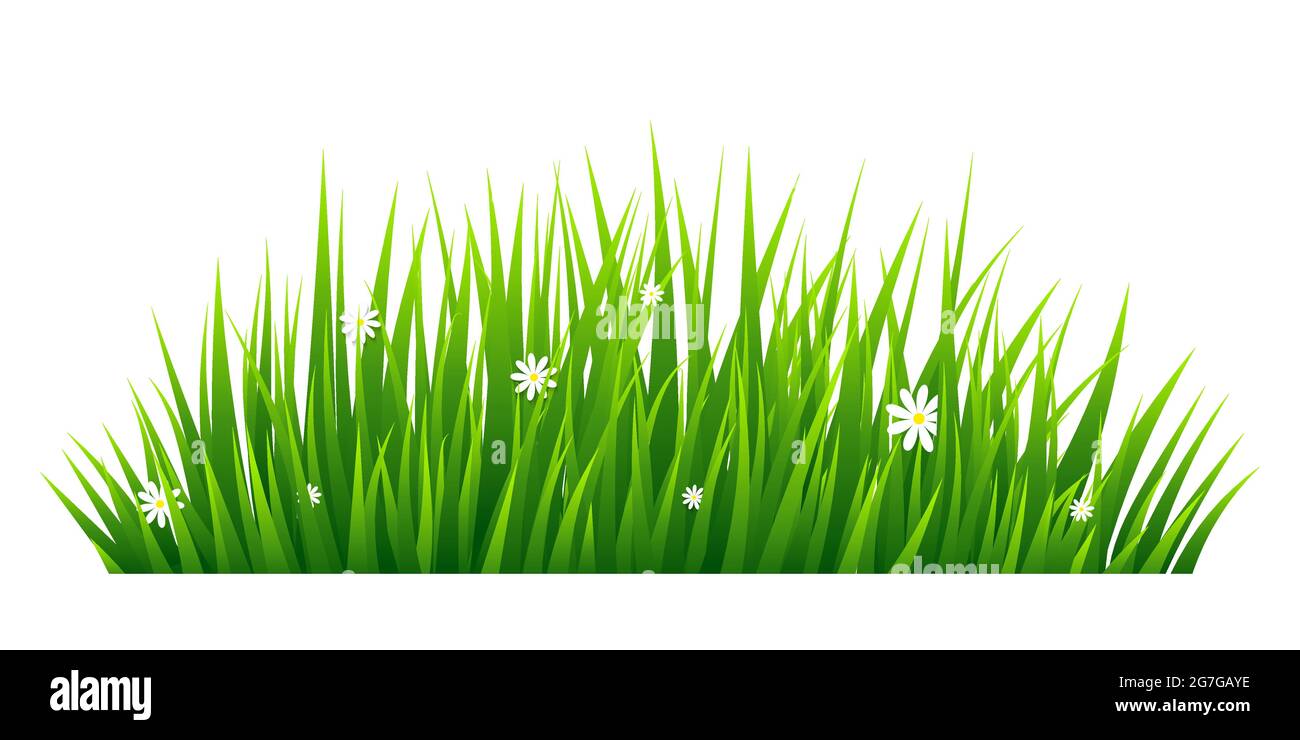 Green grass isolated on white background. Vector illustration Stock Vector