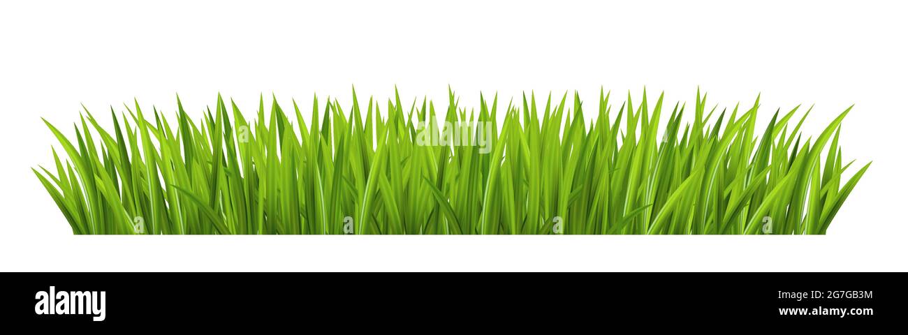 Green grass on white background. Vector illustration Stock Vector