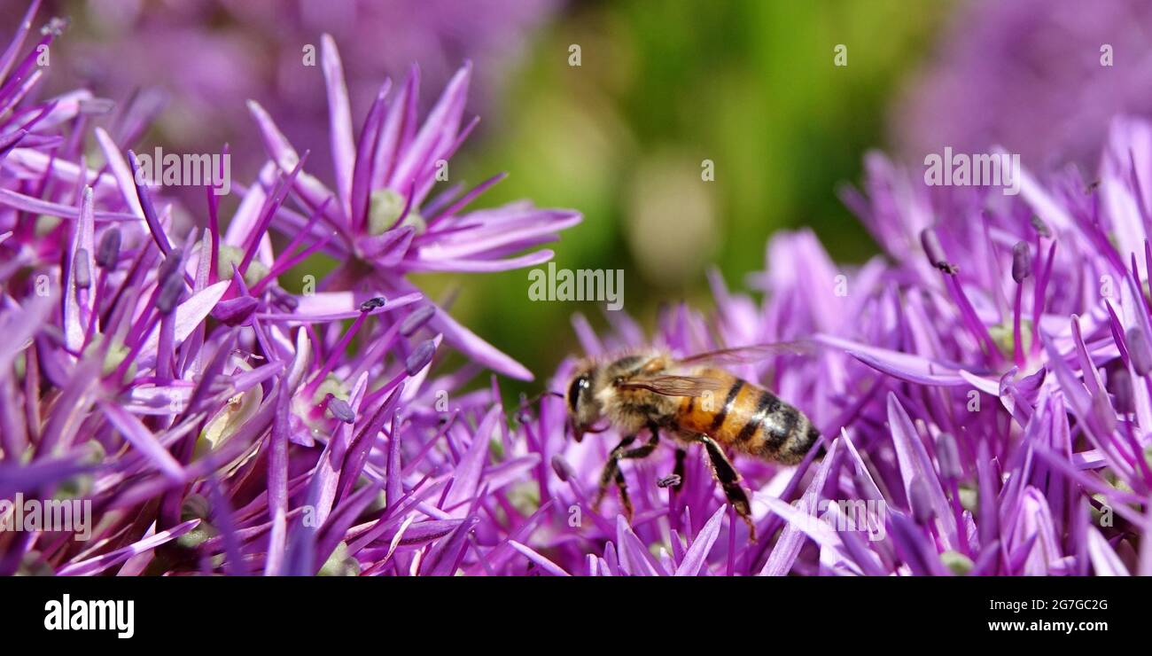 A honey bee on a giant onion (Allium Giganteum) in bloom. Allium