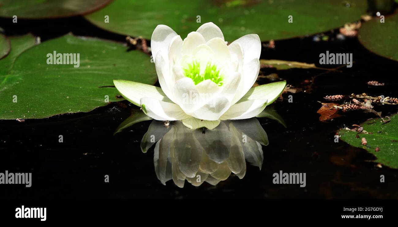 The beautiful white lotus flower or water lily reflection with the water in the pond.The reflection of the white lotus with the water. Stock Photo