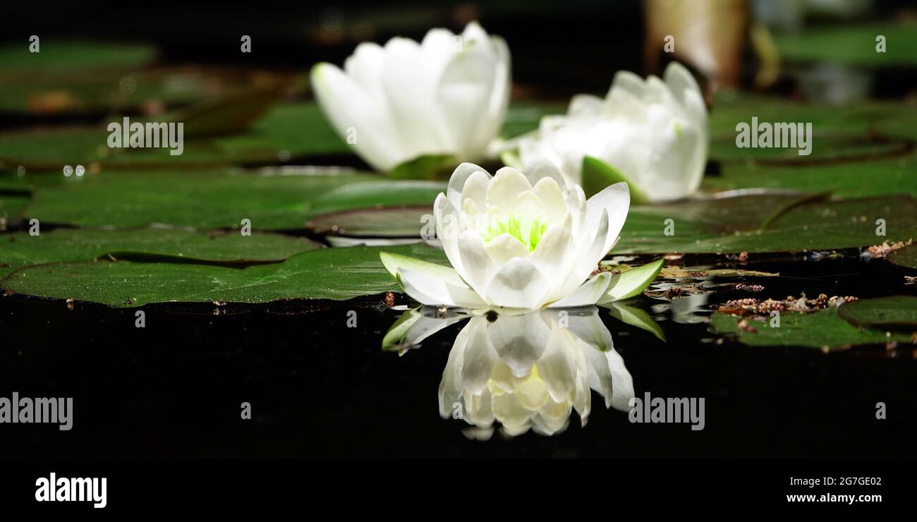 The beautiful white lotus flower or water lily reflection with the water in the pond.The reflection of the white lotus with the water. Stock Photo