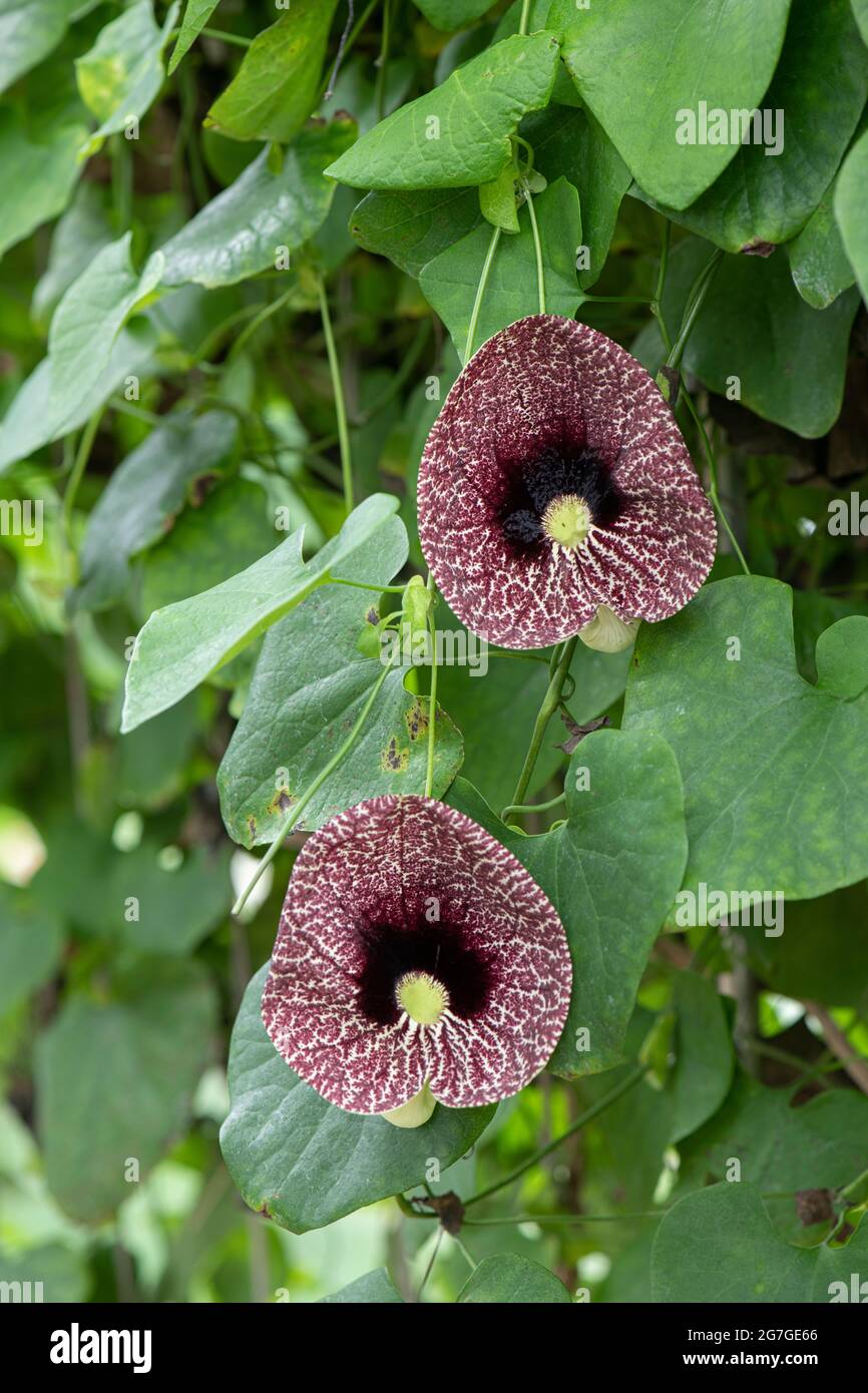 Calico Flower Aristolochia elegans Stock Photo Alamy