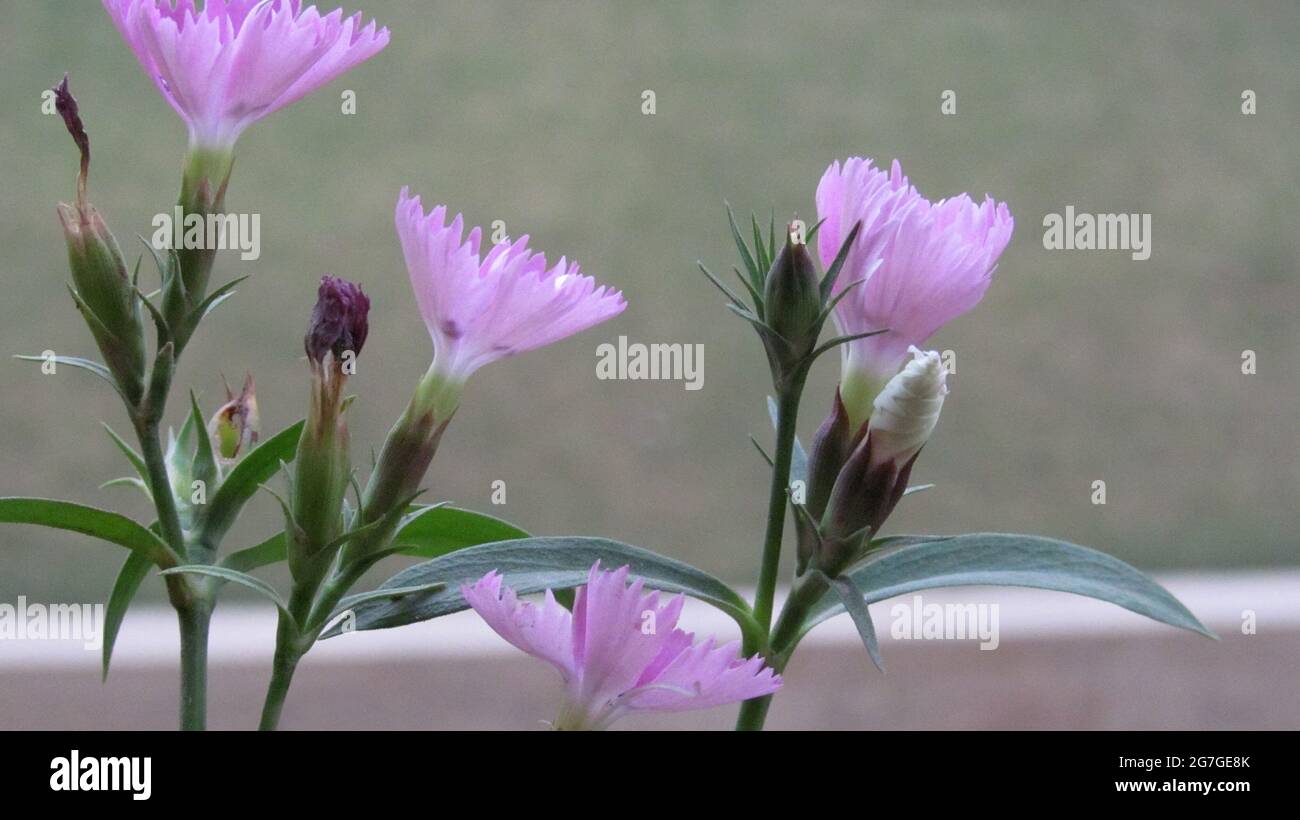 Cheddar Pink Flowers and buds, Dianthus Gratianopolitanus Stock Photo