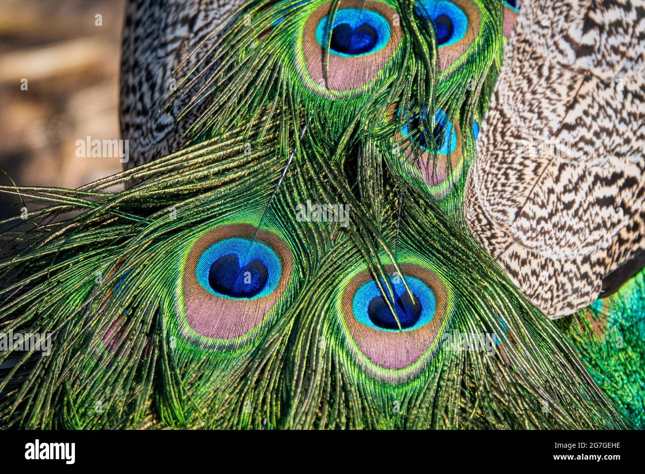Beautiful exotic peacock feathers in many vibrant colors Stock Photo