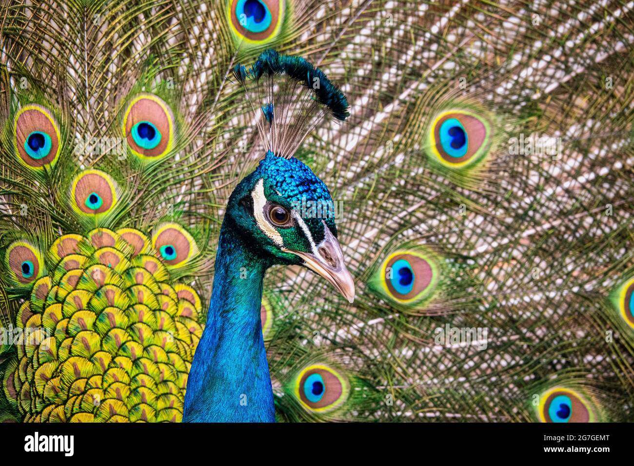 Portrait of beautiful peacock with feathers out Stock Photo