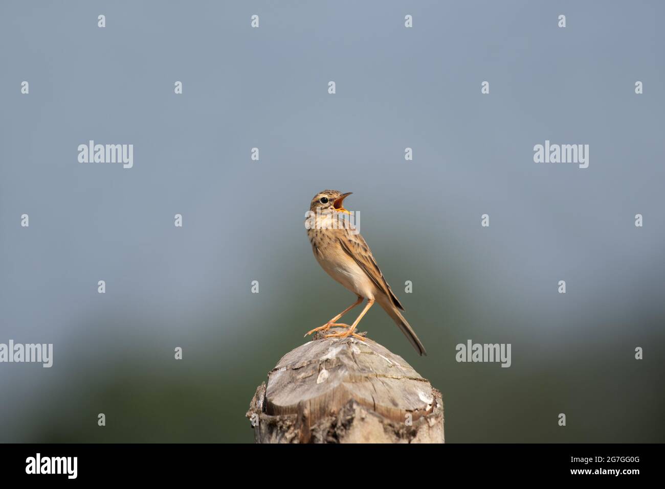 Paddyfield pipit or Oriental pipit, Anthus rufulus, Grassland Area, India Stock Photo