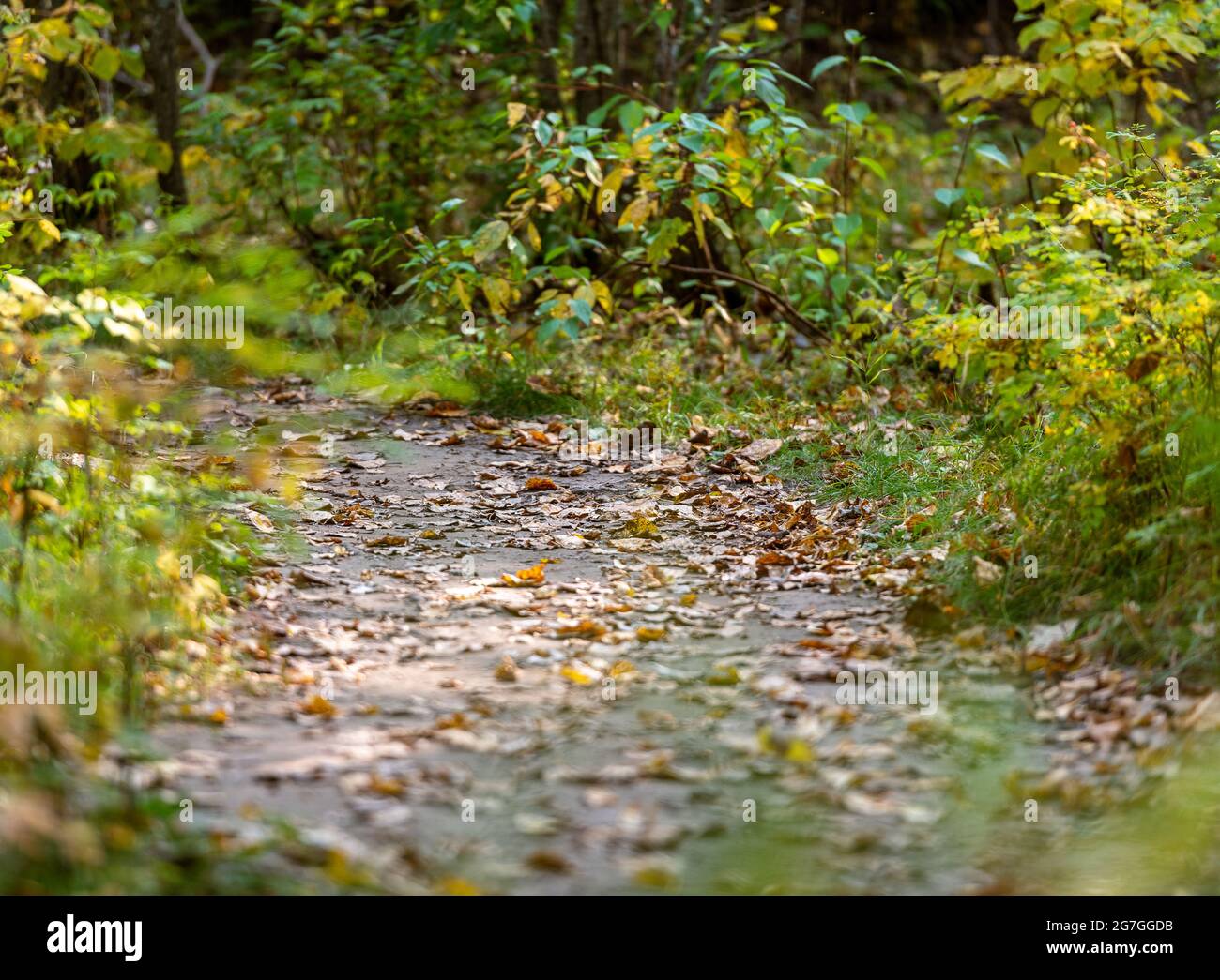 Autumn color backgrounds hi-res stock photography and images - Alamy