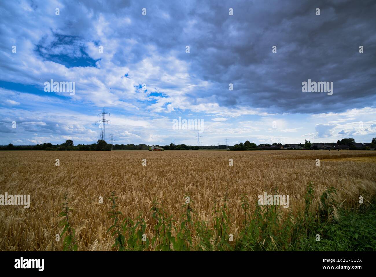 wheat on a field with a nice blue sky with some white clouds Stock ...