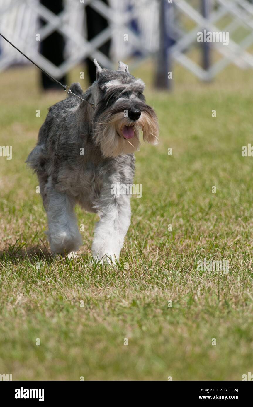 Standard Schnauzer at dog show Stock Photo Alamy