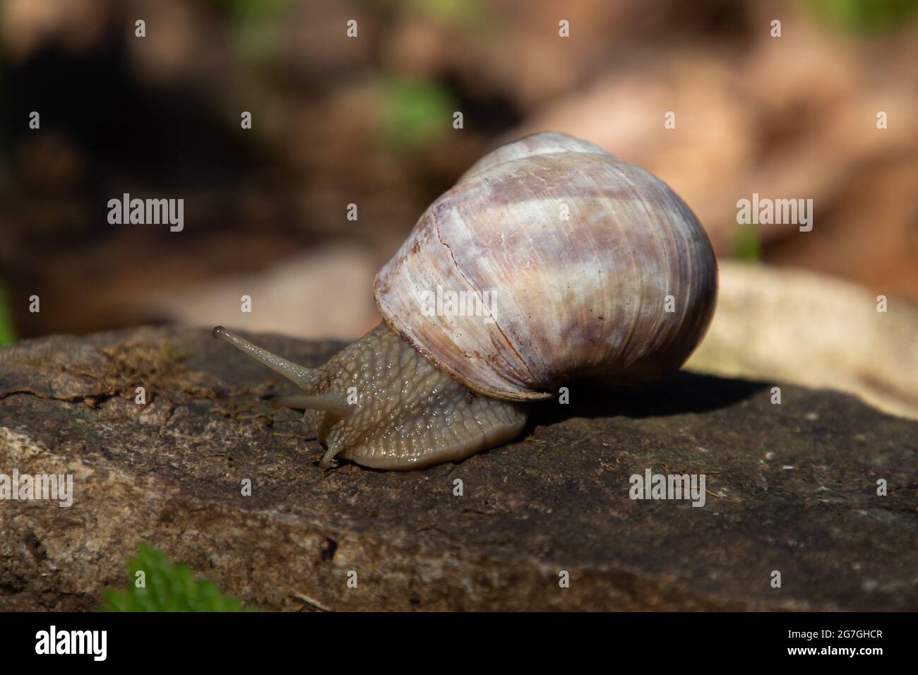 Close up of a snail on a rock Stock Photo