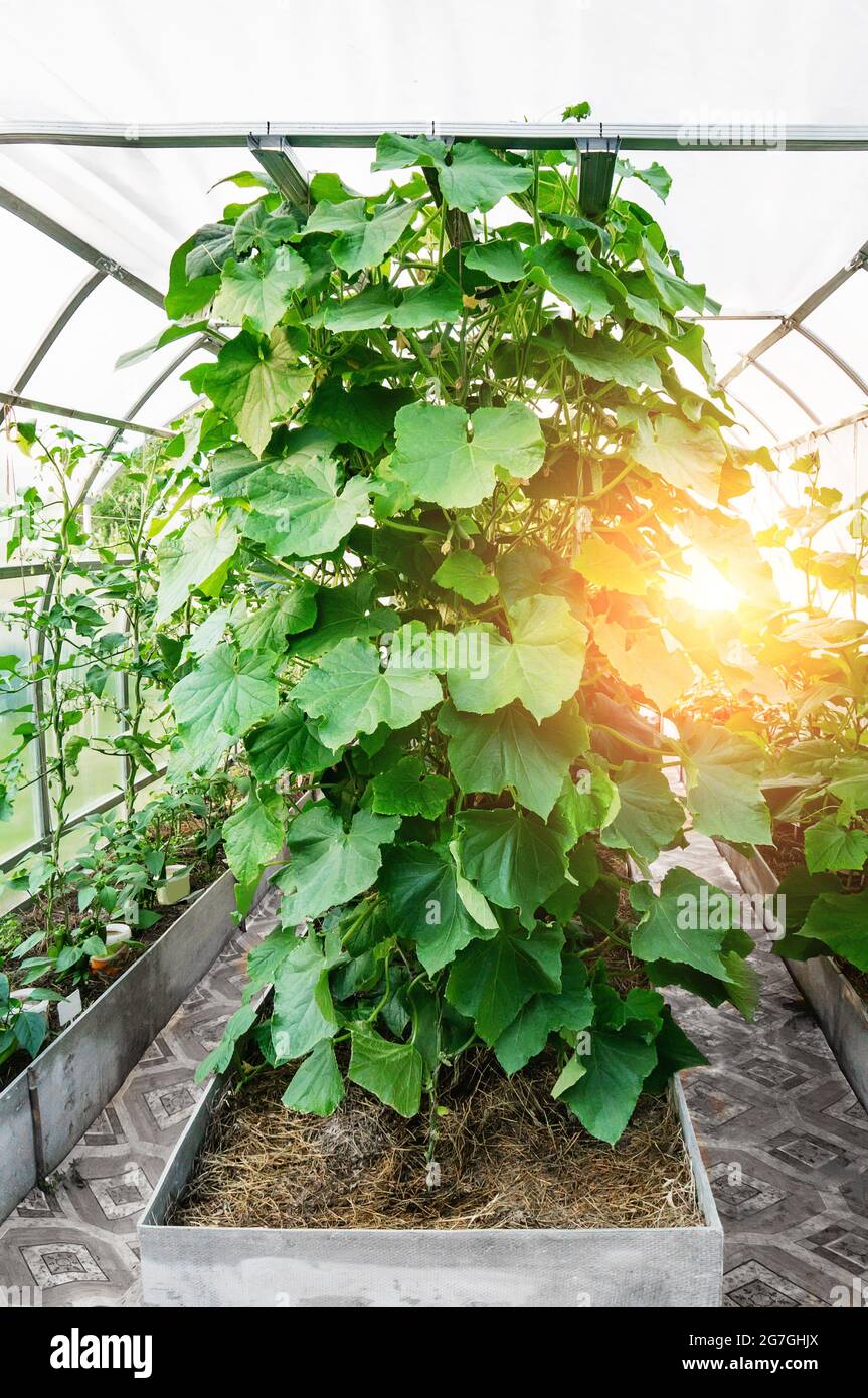 Growing cucumbers in a greenhouse hires stock photography and images