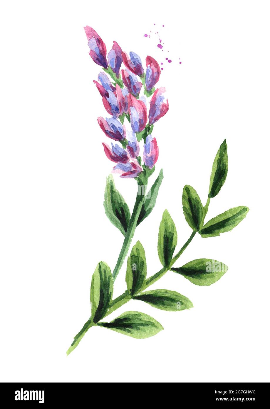 Licorice flower. Medical herbs and plants. Watercolor hand drawn