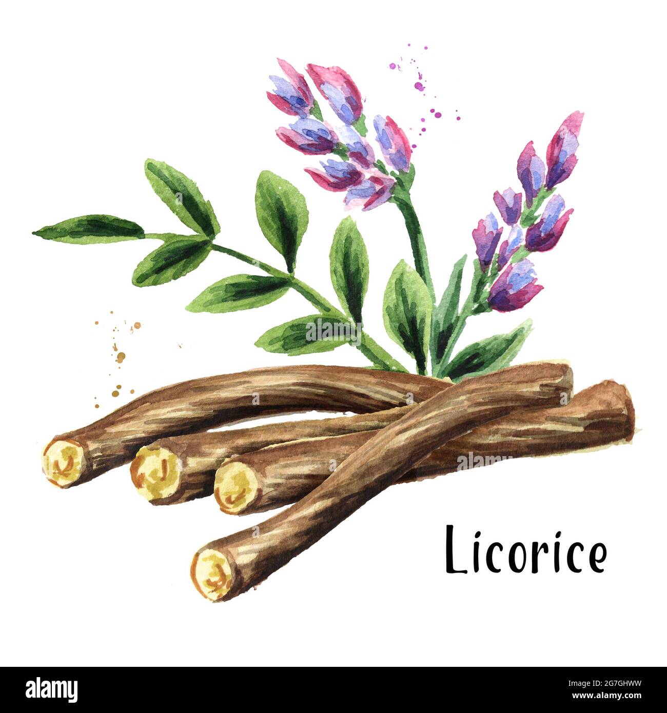 Licorice flower, leaf and root. Medical herbs and plants. Watercolor