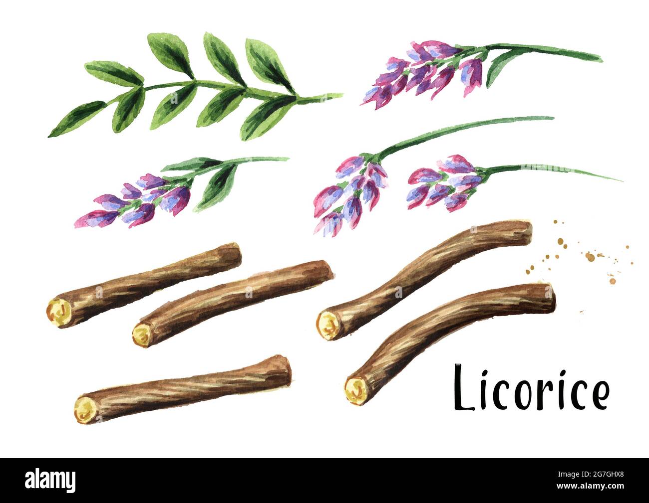 Licorice root and flower set. Watercolor hand drawn illustration