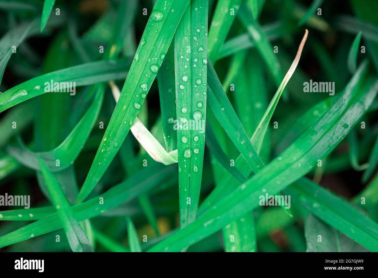 Close up of fresh thick grass with water drops in the early morning ...