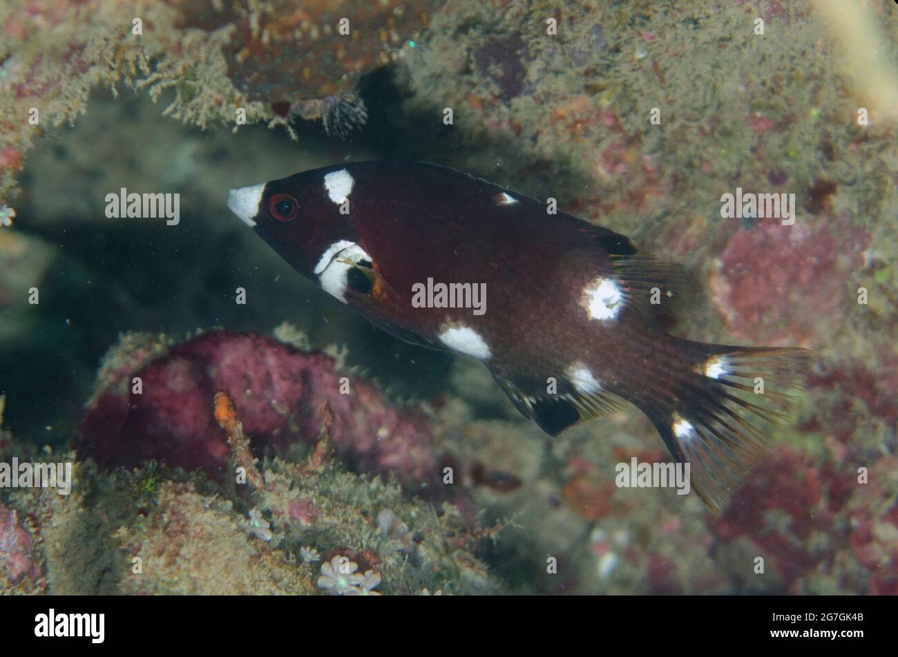 Juvenile Axilspot Hogfish. Bodianus axillaris, Cristo Rei dive site, Dili, East Timor Stock Photo