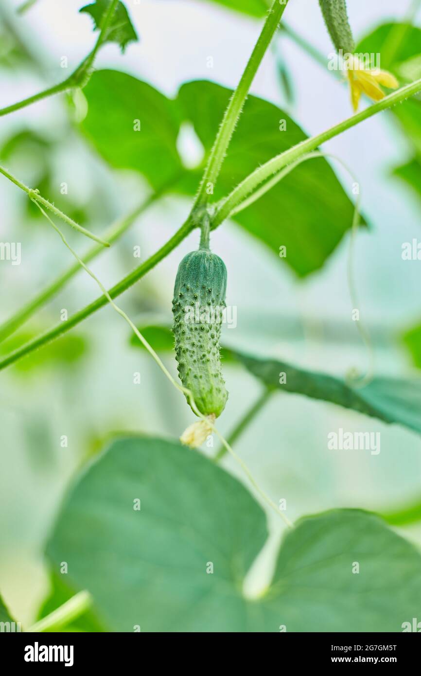Ripe cucumbers seedling growing in greenhouse ready for picking, Young