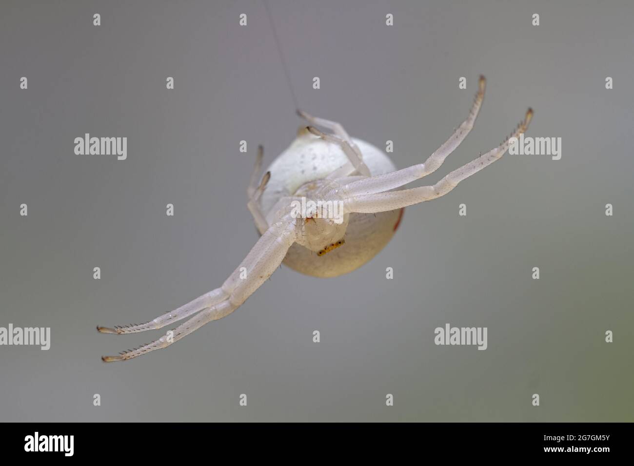 Closeup of Arniella Cucurbitina spider hanging on thin cobweb in nature against blurred gray background Stock Photo