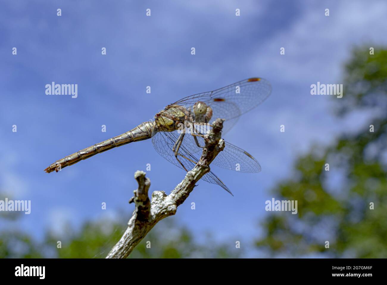 Low angle closeup of swamp darner dragonfly Epiaeschna heros sitting on thin leafless branch against blue sky in nature Stock Photo