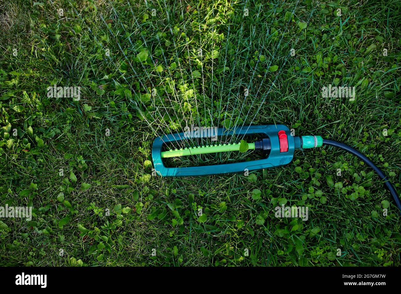Oscillating garden sprinkler spraying water over green grass at home yard, summer or spring