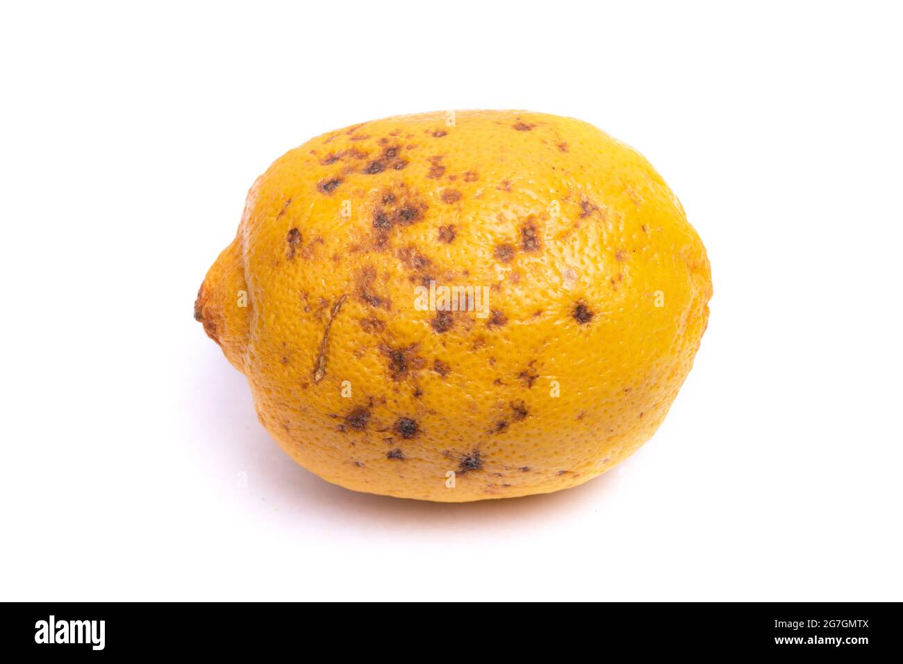 Spoiled overroten lemon with mouldish dots isolated over white background Stock Photo