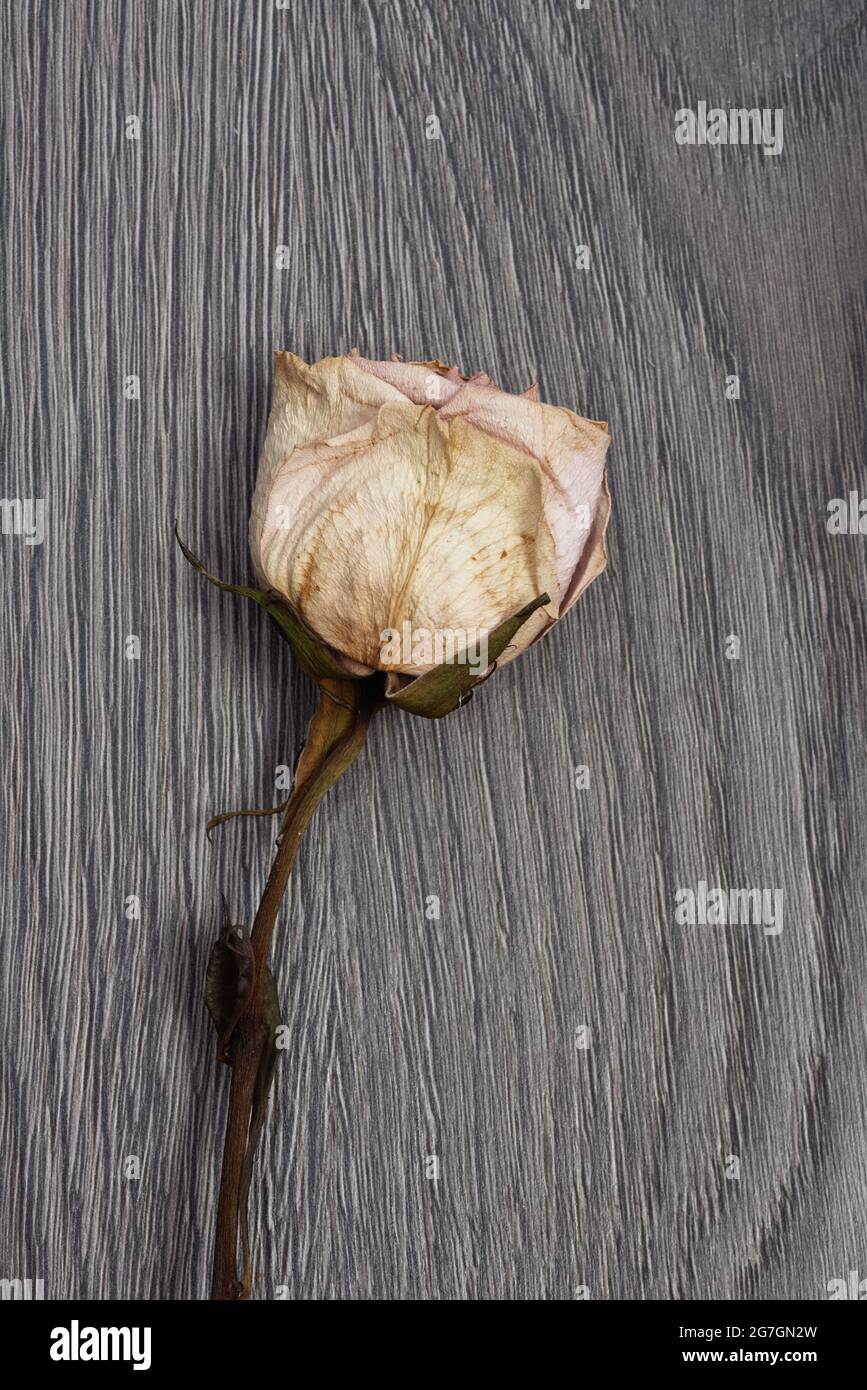 Dried rose, single dead flower Stock Photo Alamy
