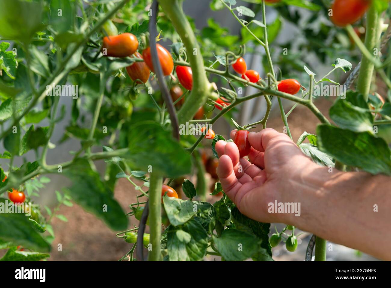 Hand of a man gathering red cherry tomato in a tight Stock Photo