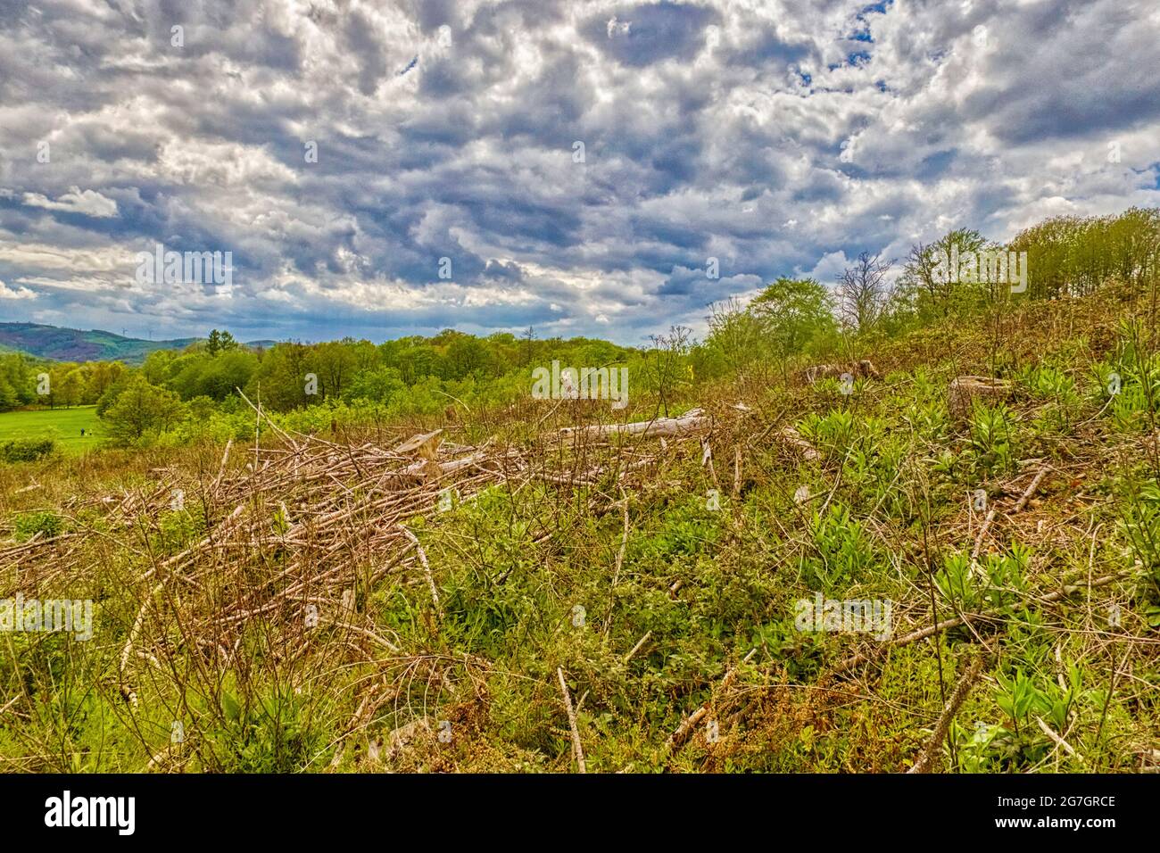Clearcutting hi-res stock photography and images - Alamy