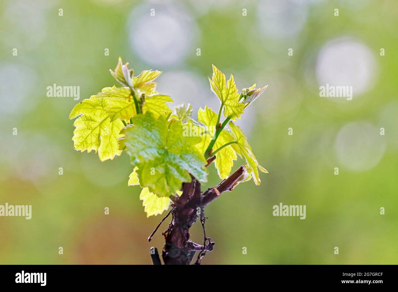 grape-vine, vine (Vitis vinifera), young leaves on a vine stock, Germany Stock Photo