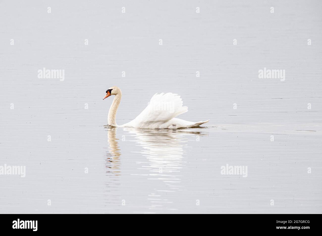 mute swan (Cygnus olor), imposing male swimming on a glassy lake, High-Key Image, Germany, Bavaria Stock Photo
