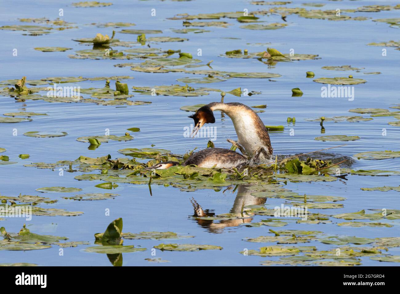 great crested grebe (Podiceps cristatus), male jumps on the female in the nest ready for mating, Germany, Bavaria Stock Photo