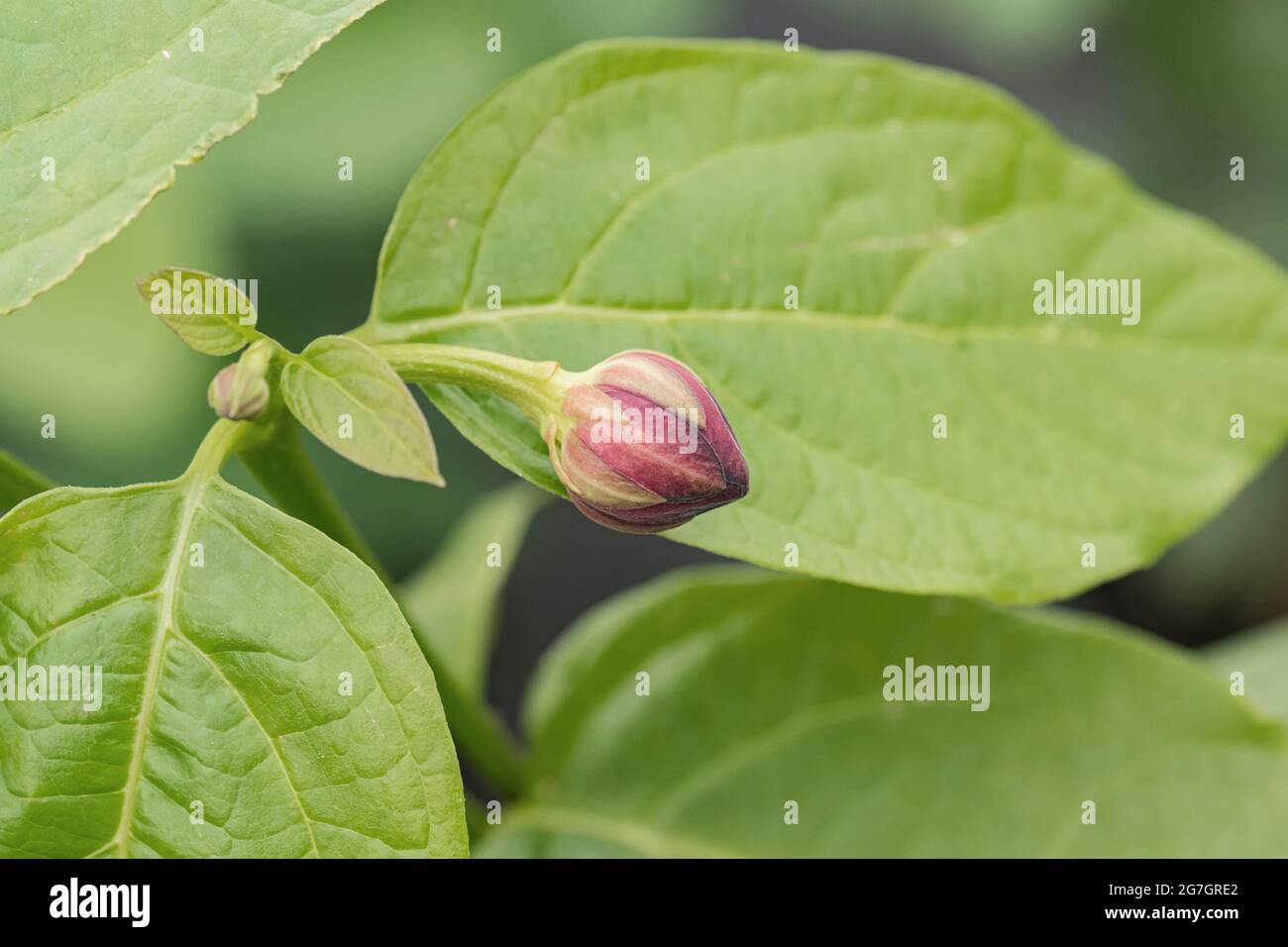 Carolina allspice (Calycanthus 'Aphrodite', Calycanthus Aphrodite), bud, cultivar Aphrodite Stock Photo