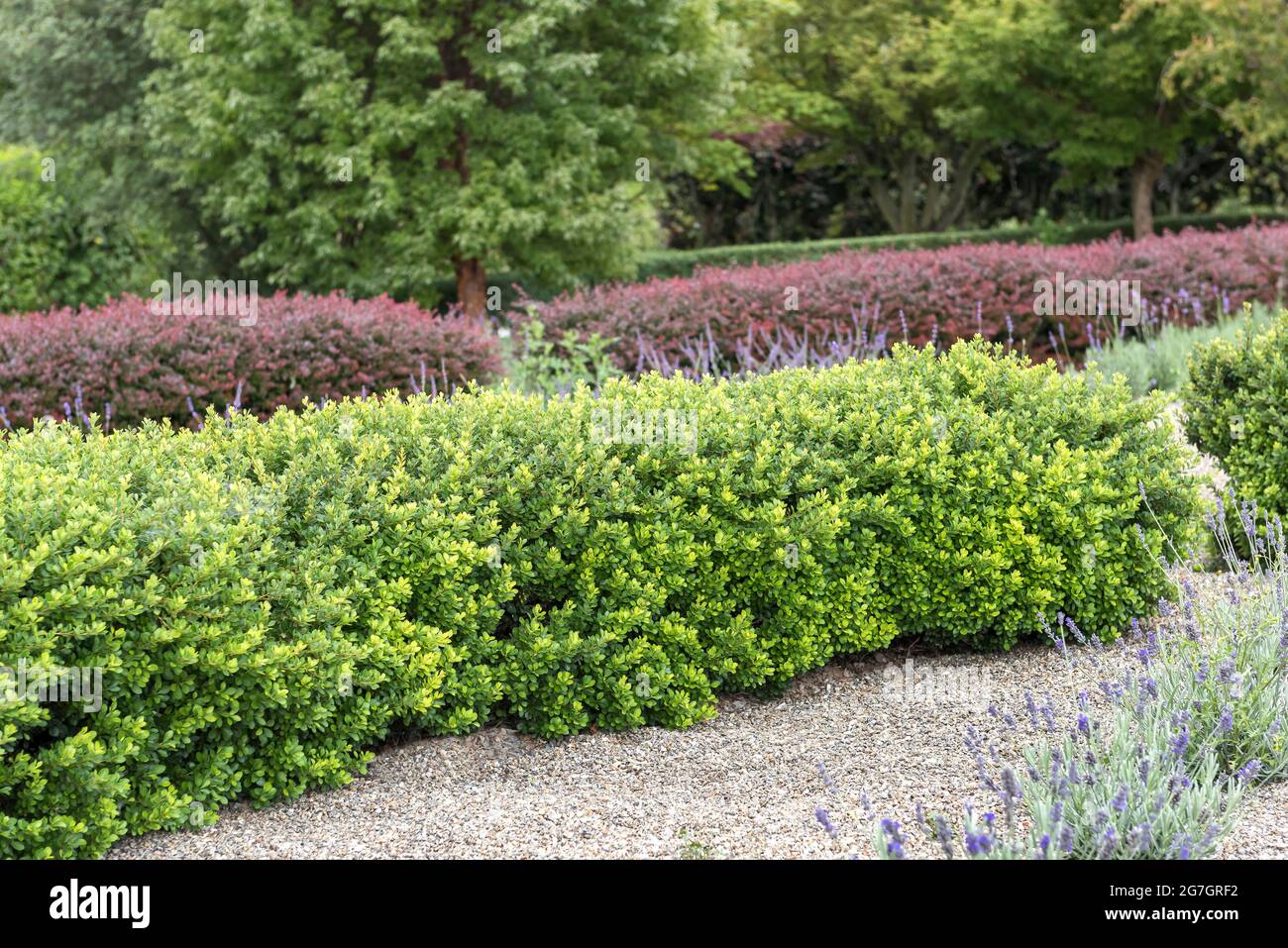 Japanese barberry (Berberis thunbergii 'Kobold', Berberis thunbergii Kobold), hedge of cultivar Kobold Stock Photo