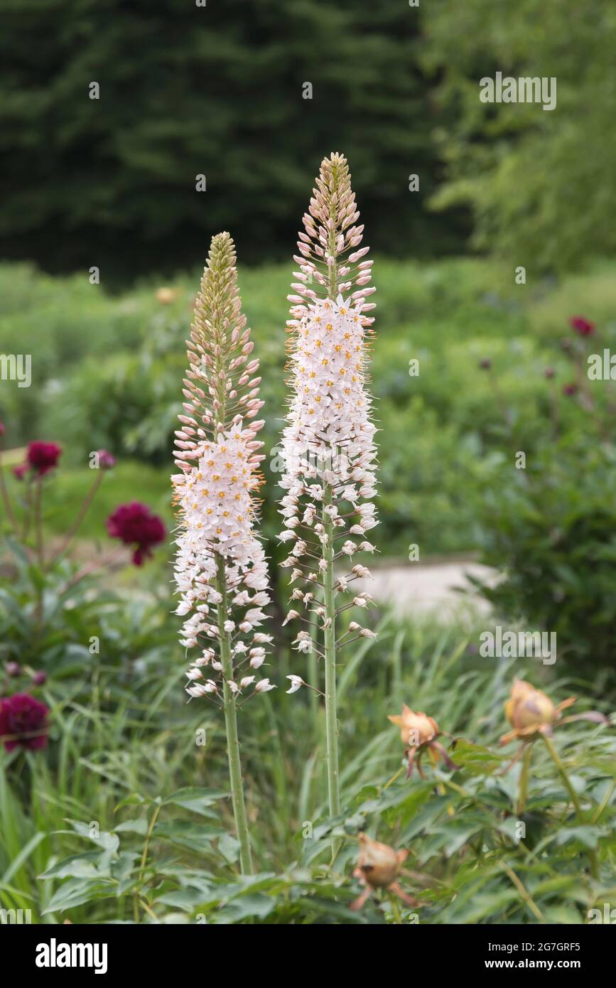 foxtail lily, giant desert candle (Eremurus robustus), blooming, Germany Stock Photo