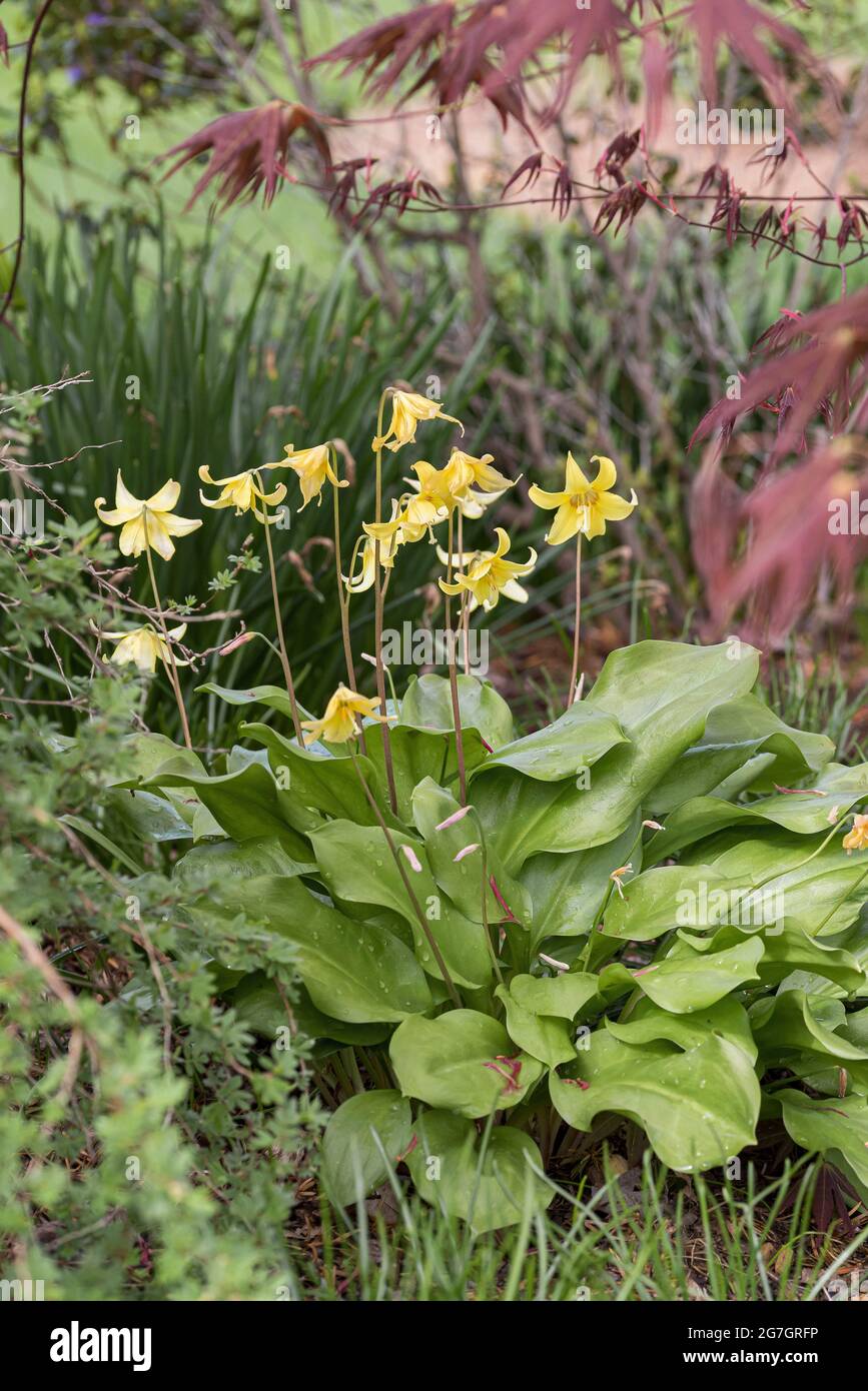 fawn lily, trout lily, dog's-tooth violet, adder's tongue (Erythronium 'Pagoda', Erythronium Pagoda), blooming, cultivar Pagoda Stock Photo