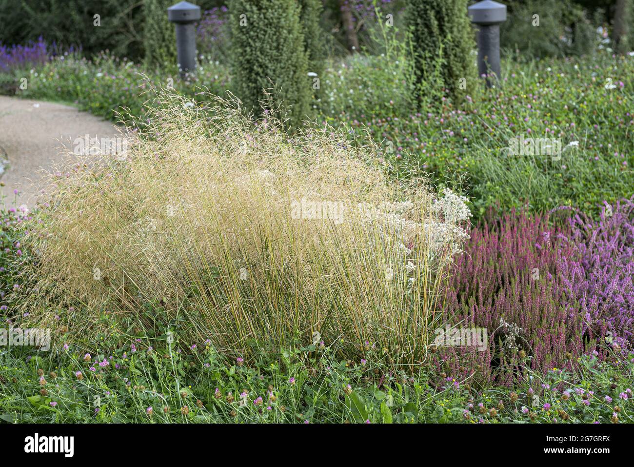 tufted hair-grass (Deschampsia cespitosa 'Goldschleier', Deschampsia cespitosa Goldschleier), blooming, Goldschleier Stock Photo