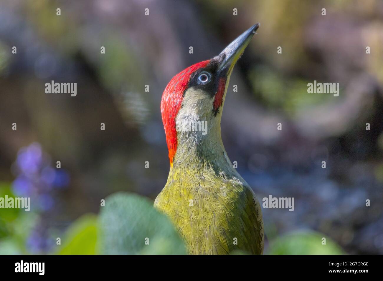 green woodpecker (Picus viridis), male looking up, Switzerland, Sankt Gallen Stock Photo