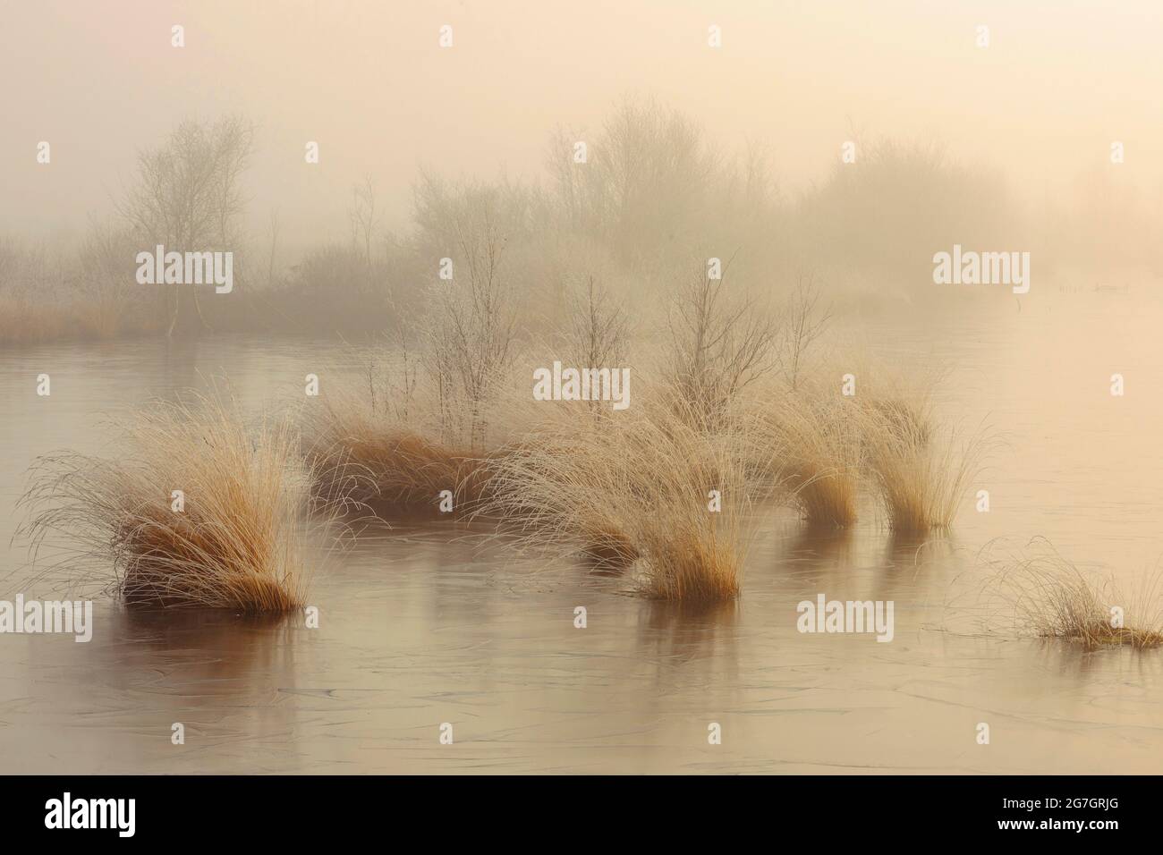 Goldenstedt Moor in the morning light in winter, Germany, Lower Saxony, Goldenstedt Stock Photo