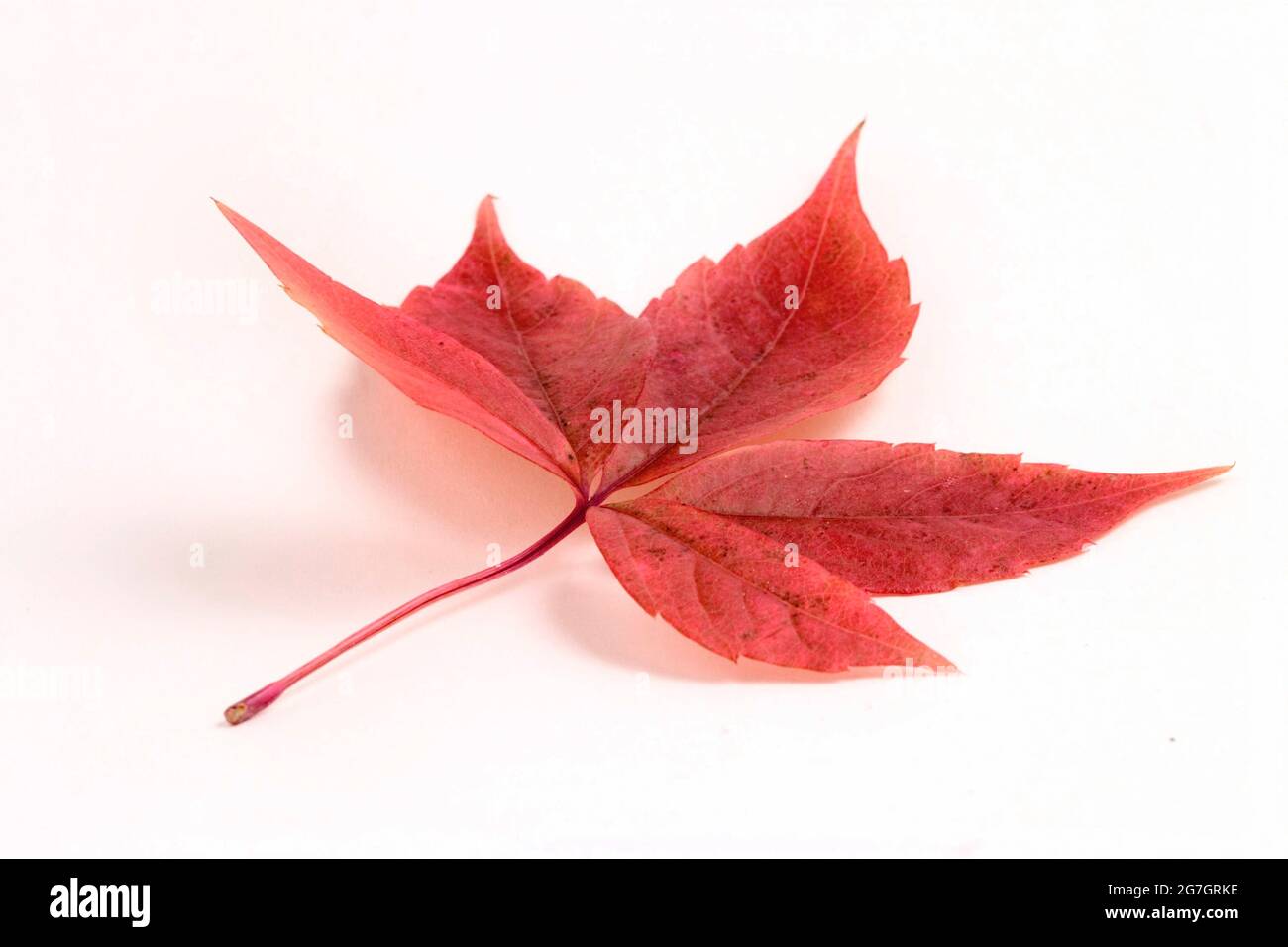 false Virginia-creeper (Parthenocissus inserta, Parthenocissus quinquefolia agg.), autumnal leaf, cutout Stock Photo
