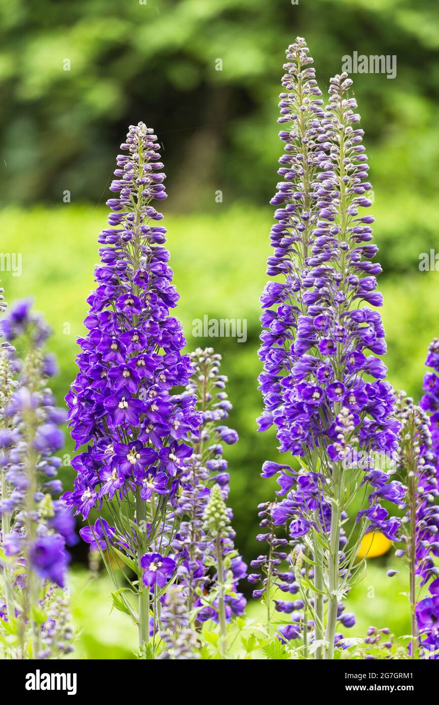 candle larkspur (Delphinium elatum), Several blooming Doubtful knight's-spurs, Germany, Usedom Stock Photo